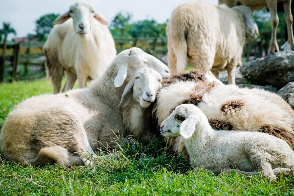 Photo d'un troupeau de moutons allongé dans l'herbe
