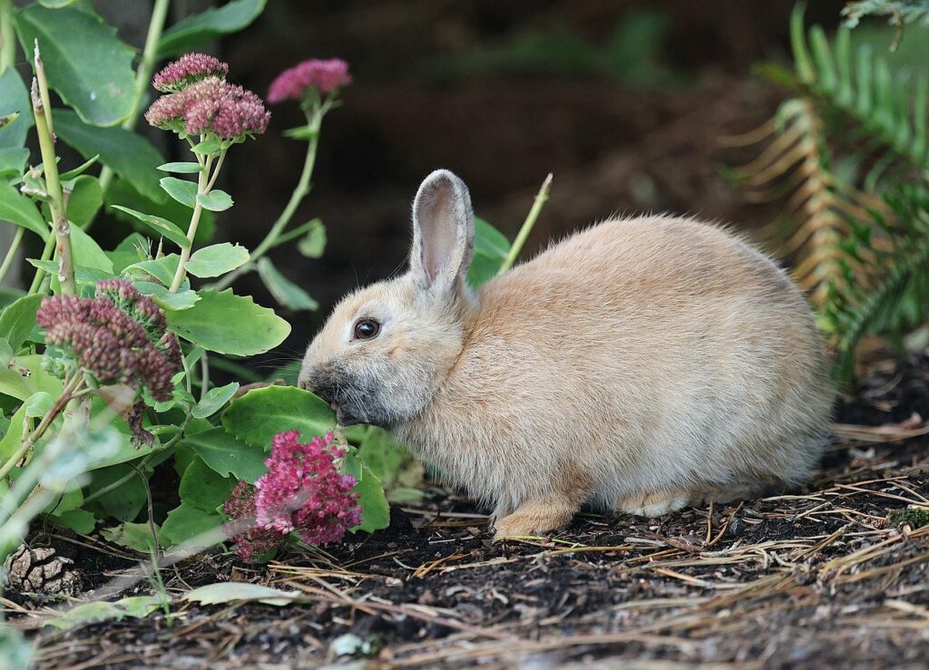 Photo d'un lapin mangeant des fleurs