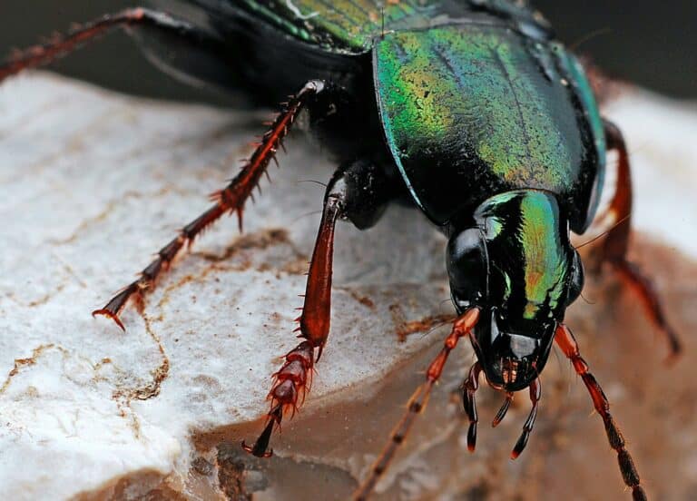 Detailed macro shot of a metallic green beetle on a rocky surface.