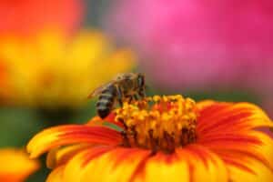 Photo d'une abeille butinant une fleur jaune en gros plan