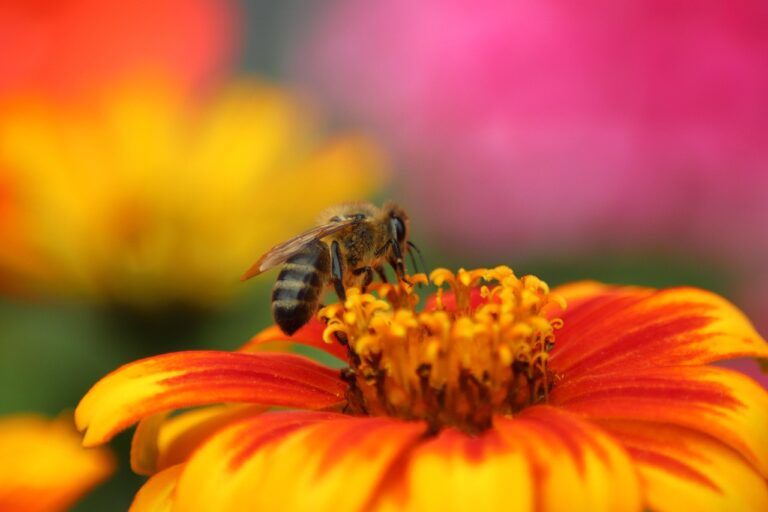 Photo d'une abeille butinant une fleur jaune en gros plan