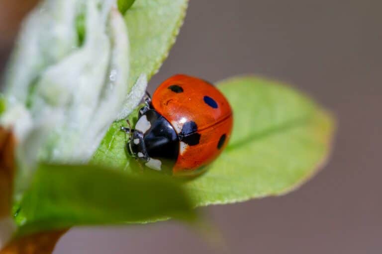 Macro shot of a seven-spotted ladybug on a green leaf, highlighting its vibrant colors.
