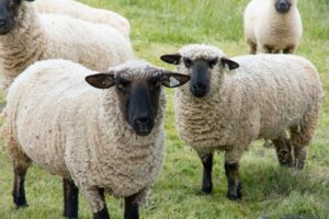 Article Combien faut-il de moutons pour leur bien-être ?