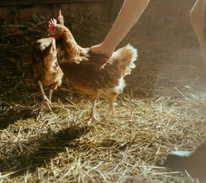 Photo de poules dans leur poulailler