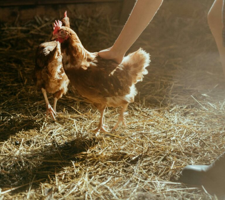 Photo de poules dans leur poulailler