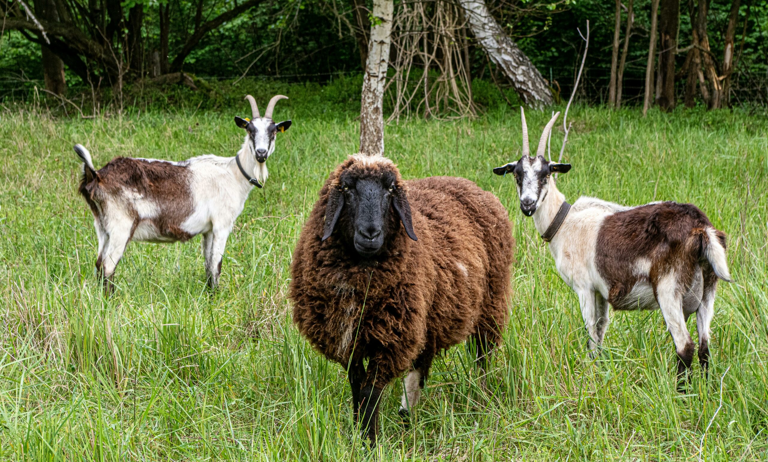 Chèvre ou mouton : quel animal choisir pour entretenir son terrain ...