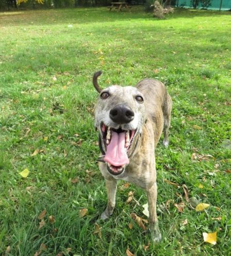 Photo d'une lévrier espagnole