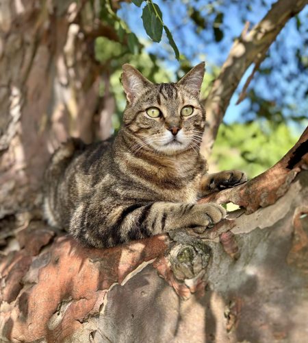 Photo d'un chat tigré
