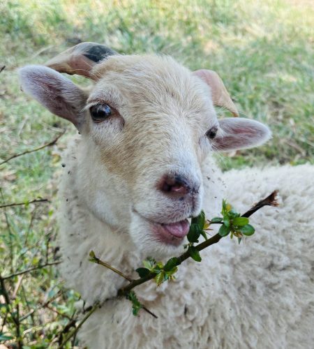 Photo d'un bélier ouessant blanc