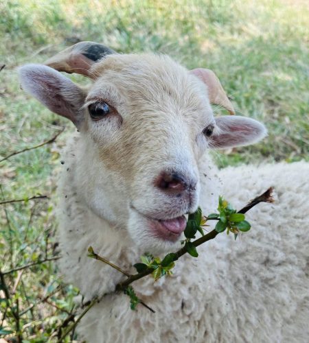 Photo d'un bélier ouessant blanc