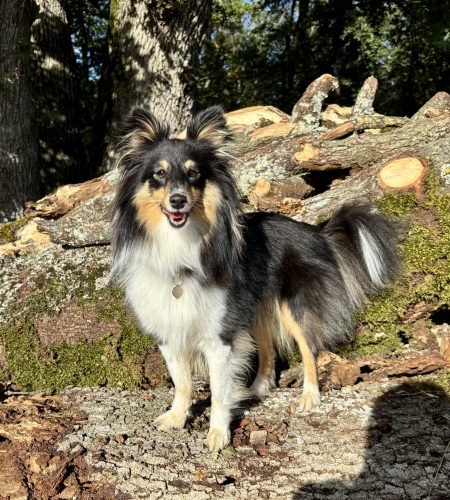 Photo de berger des shetland