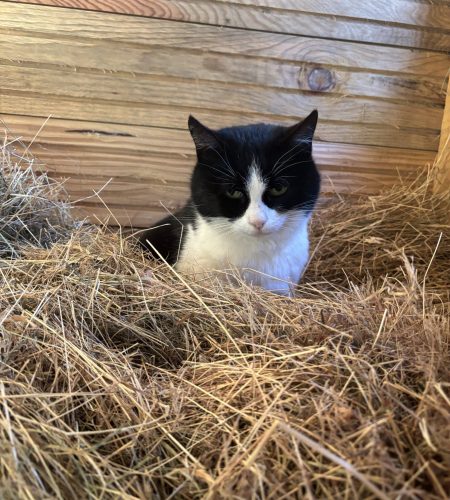 Photo d'une chatte noir et blanche