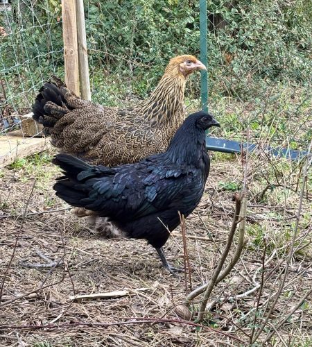 Photo de poules